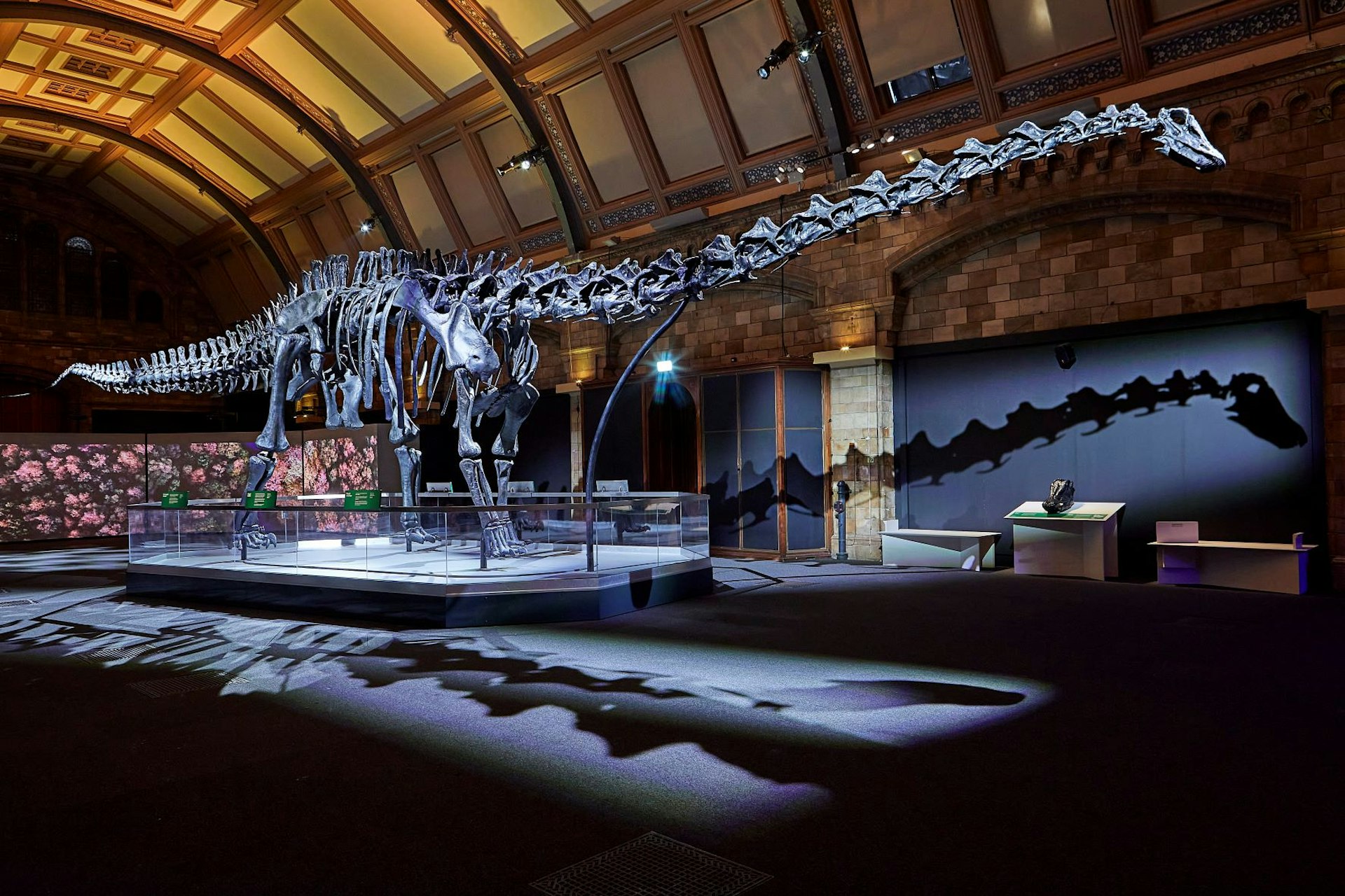 The Natural History Museum’s iconic Diplodocus cast